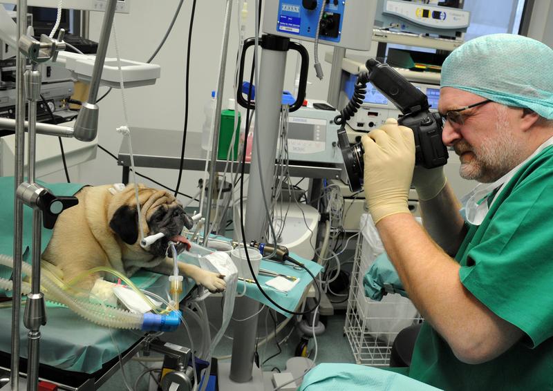 Prof. Dr. Oechtering fotografiert einen Mops vor der OP. Foto: Waltraud Grubitzsch