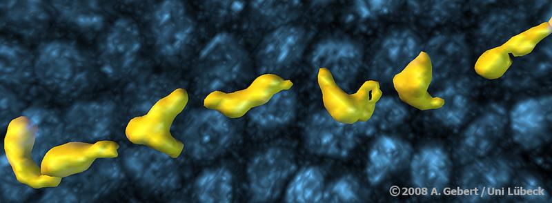 Zwischen den Zellen der Dünndarm-Deckzellschicht (blau) schlängelt sich ein Lymphozyt (gelb) hindurch. Die Zwei-Photonen-Mikroskopie stellt diesen Bewegungsvorgang erstmals im lebenden Gewebe direkt dar. Aus einem 3D-Movie von 11 Minuten Länge wurden sieben Momentaufnahmen mit verschiedenen Positionen desselben, wandernden Lymphozyten überlagert. Durch quantitative Analyse dieser Daten soll u.a. ermittelt werden, wie engmaschig die immunologische Überwachung der Darmschleimhaut durch Lymphozyten ist.