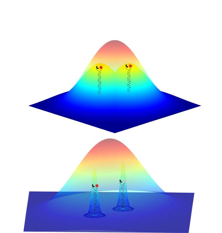 The fluorescent signals from two nearby objects are superimposed by diffraction and imaged as a single feature. The ability to image individual probes separately means that their positions can be determined much more accurately to reconstruct the whole structure.