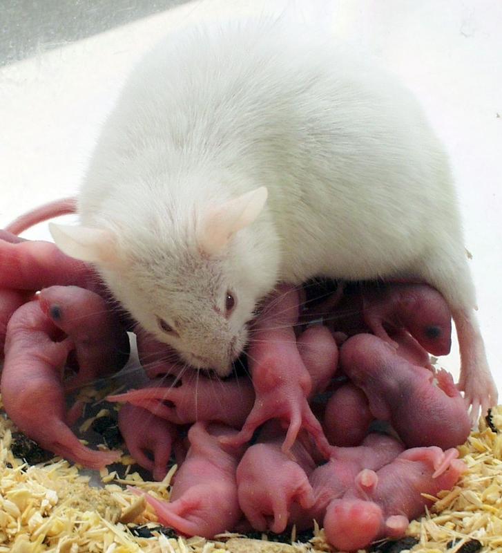 Diese Maus der Fruchtbarkeitslinie kann pro Wurf durchschnittlich 20 Nachkommen hervorbringen.