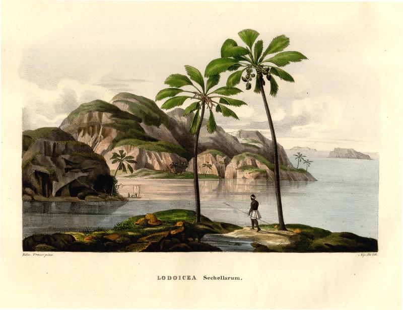 Landschaft auf den Seychellen mit der Seychellennusspalme Lodoicea maldivica. Aus: Carl Friedrich Philipp von Martius, Historia naturalis palmarum, Bd. 3, Tab. 109, Leipzig 1837-1853.