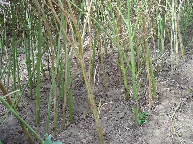 Frühe Symptome der Rapswelke: braune Streifen auf den Blättern der Rapspflanze.