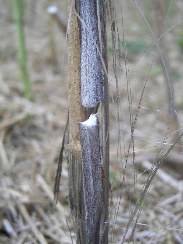 Späte Symptome der Rapswelke: Die äußerste Zellschicht des Stängels reißt auf und man erkennt die Dauerformen des Pilzes (Microsclerotien) als schwarze Punkte im Mark des Stängels.