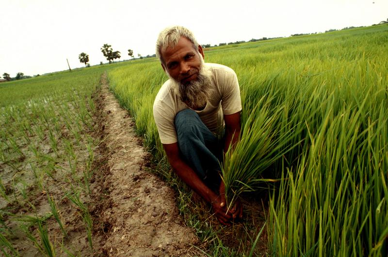 Reisbauer in Bangladesch