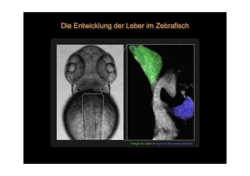 Neue Erkenntnisse über die Leberentwicklung bei Zebrafischembryonen 