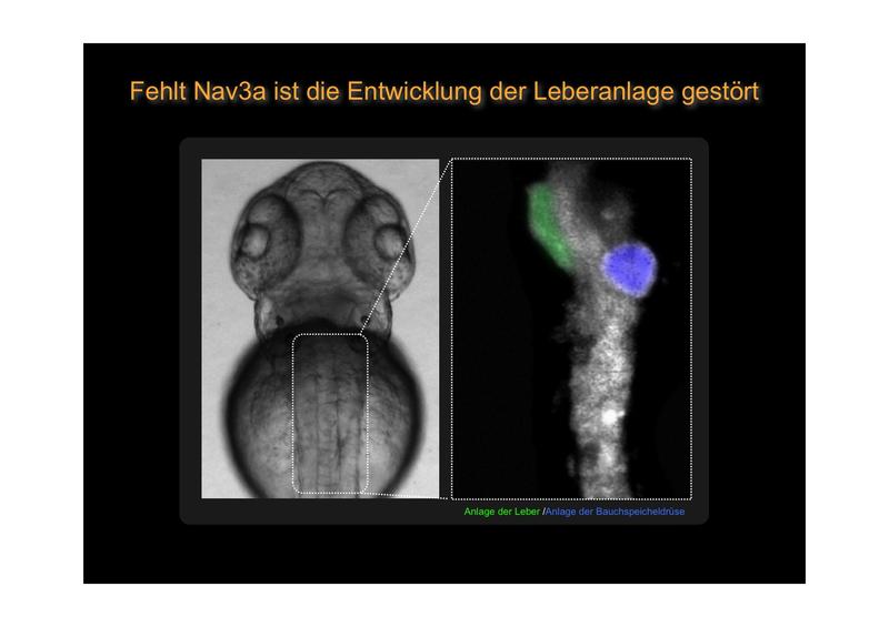 Neue Erkenntnisse über die Leberentwicklung bei Zebrafischembryonen 