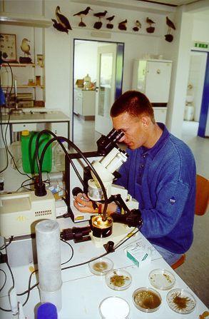 Aus dem Watt frisch unters Mikroskop: Der Student Jens Waldeck untersucht die Proben, die er im Gelände gesammelt hat. Foto: bn