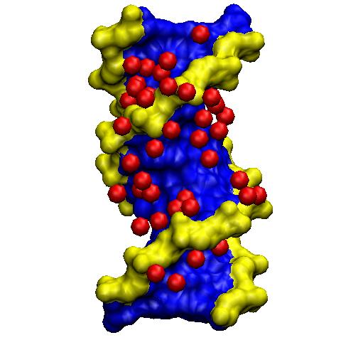 Schematische Darstellung eines DNA-Strangs mit angelagerten (roten) Wassermolekülen