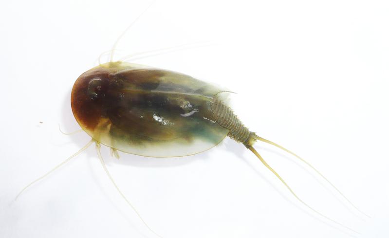 In Deutschland kommt der europäische Triops (Triops cancriformis) unter anderem nach dem Frühjahrshochwasser entlang der großen Flüsse vor. 
