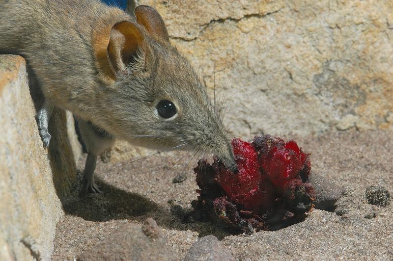 Eine Elefantenspitzmaus im Labor. Mit ihrer Zunge leckt sie den Nektar aus den Blüten von Cytinus visseri heraus. Obwohl Elefantenspitzmäuse – vom Rüssel abgesehen – den Mäusen ähnlich sehen, sind sie biologisch nicht näher mit ihnen verwandt. Während es sich bei Mäusen um Nagetiere handelt, gehören die Elefantenspitzmäuse zur Ordnung der Rüsselspringer.