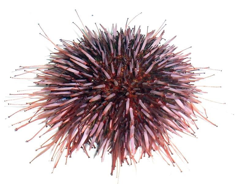 Purpurner Seeigel (Strongylocentrotus purpuratus) mit ausgestreckten Füßchen.