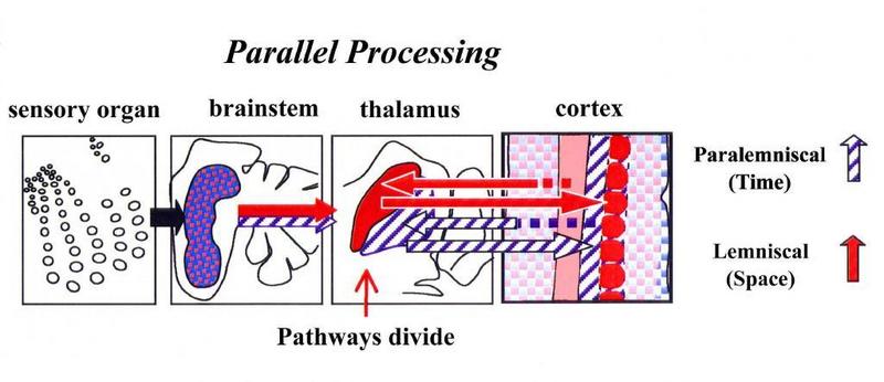 Das richtige Timing:  Kurz nachdem der sensorische Input in elektrische Impulse ubertragen wurde, verteilen sich die Impulse auf parallel verlaufende Bahnen, die die raumlichen bzw. zeitlichen Daten verarbeiten.
