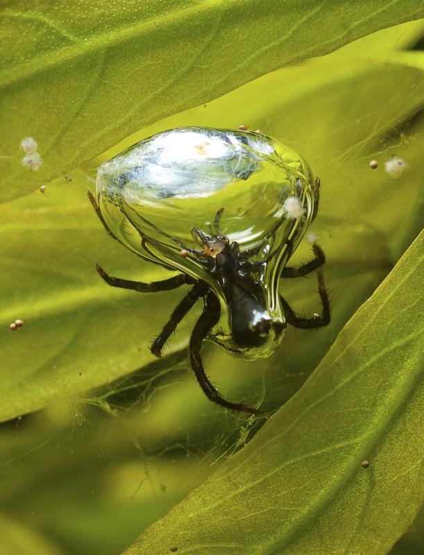 Argyroneta aquatica frisst Fliege 