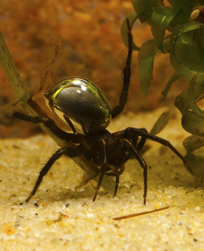 Argyroneta aquatica