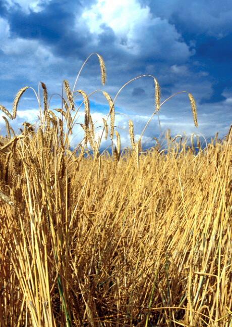 Dunkle Wolken über Deutschlands Roggenfeldern: Pflanzenviren bedrohen die Erträge (Foto: M. Welling)