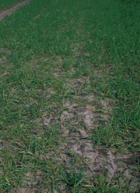 Typisches Schadbild im frühen Roggenbestand (Foto: W. Huth)