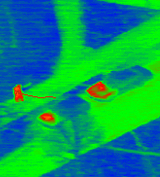 Wärmebild einer, aus einem Hubschrauber aufgenommenen, Person