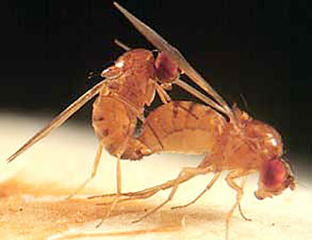 Modell für Forschung in der Fortpflanzungsbiologie: Bei der Fruchtfliege (Drosophila melanogaster) löst das Männchen durch "Sexpeptide" beim Weibchen Begattungsreaktionen aus.