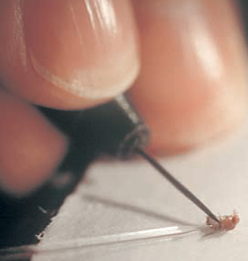 Laborversuch: Drosophila Weibchen zeigen die typischen Begattungsreaktionen nur während ein bis zwei Tagen, wenn Sexpeptid eingespritzt wird, ohne dass gleichzeitig Spermien anwesend sind.