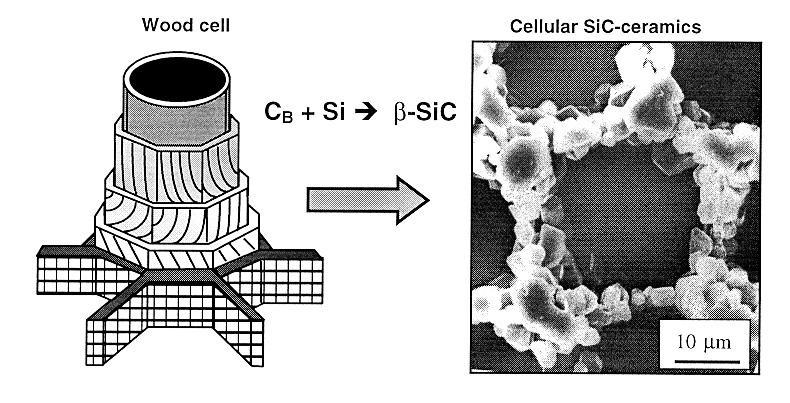 Konversion bioorganischer Kohlenstoff-Strukturen in keramische Verbundstrukturen durch Hochtemperatur-Verfahren