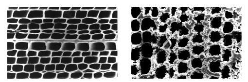 Aus Holz hergestellte zellstrukturierte ß-SiC Keramik:links: pyrolisiertes Kiefer-Template, rechts: Si-Gas infiltriertes Kiefer-Template(Pyrolyse + Infiltration bei 1600 °C in Argon Atmosphäre)