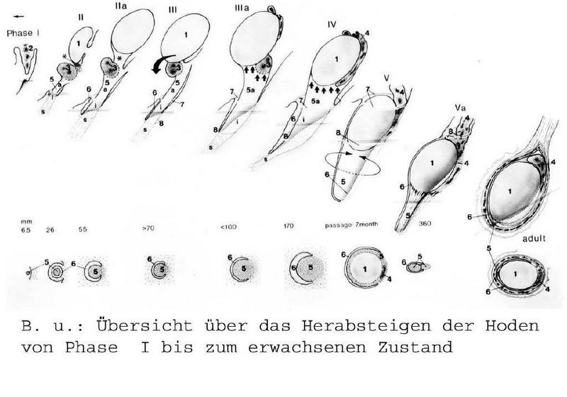 Übersicht über das Herabsteigen der Hoden von Phase I bis zum erwachsenen Zustand