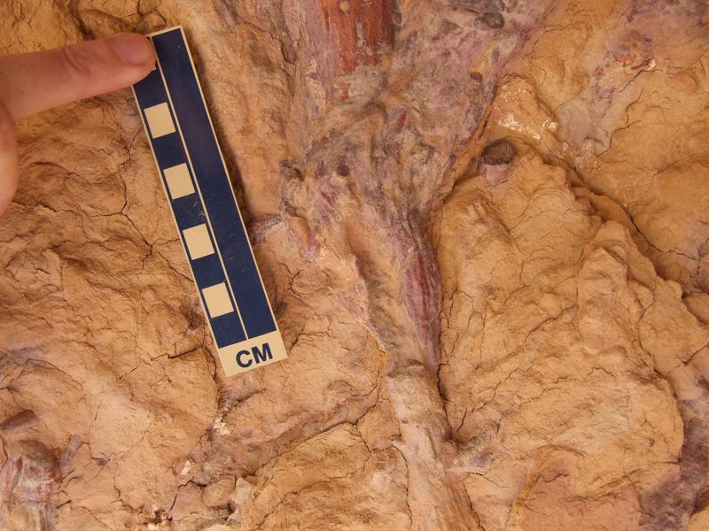 Fossil einer ca. 400 Millionen Jahre alten Alge