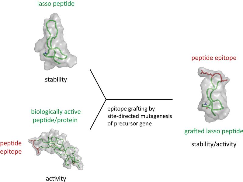 Aus zwei mach eins: Die Marburger Forscher fügten ein Motiv einer biologisch aktiven Verbindung (links unten) und ein Lasso-Peptid (oben) zu einem Konstrukt zusammen (rechts), das die Stabilität des einen Ausgangsmoleküls mit der Aktivität des anderen verbindet.