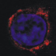 Abwehrzelle (blau) mit neuen Andockstellen für den Cytomegalovirus (rot)