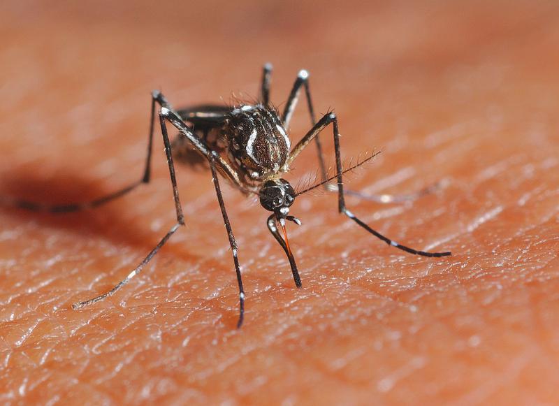 Mosquito (Aedes aegypti) feeding on human skin 