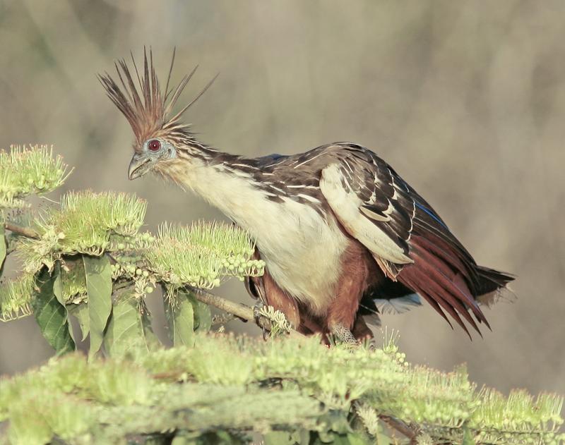 Der südamerikanische Hoatzin (Opisthocomus hoazin)