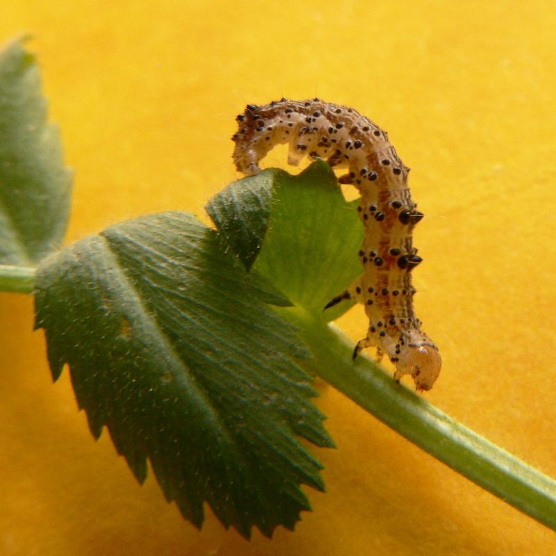 Amerikanische Tabakeule (Heliothis virescens)