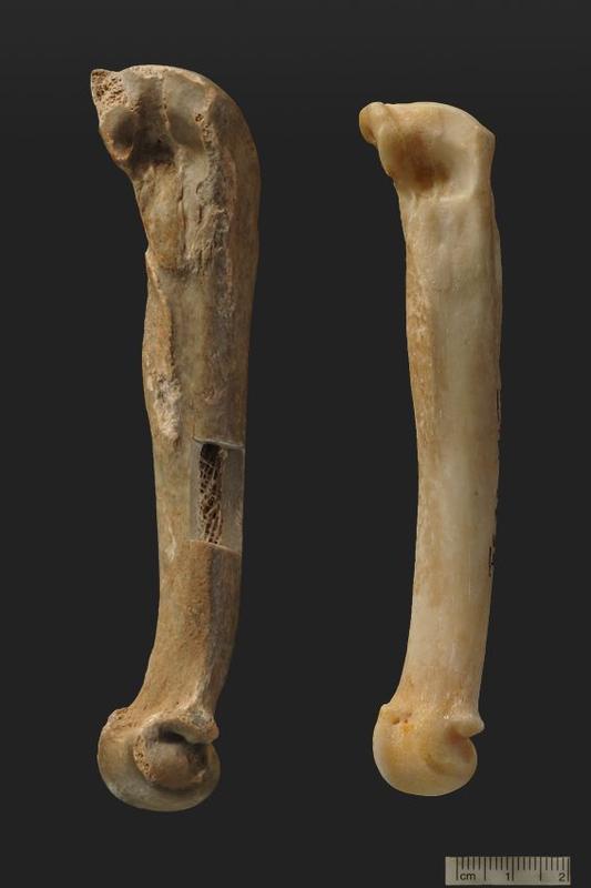 Fußknochen eines Höhlenlöwen (l.) aus der Hohlefels-Höhle (ca. 35.000 Jahre alt) und eines modernen Löwen im Vergleich (r.)