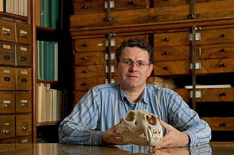 Prof. Hervé Bocherens mit dem Schädel eines modernen Löwen