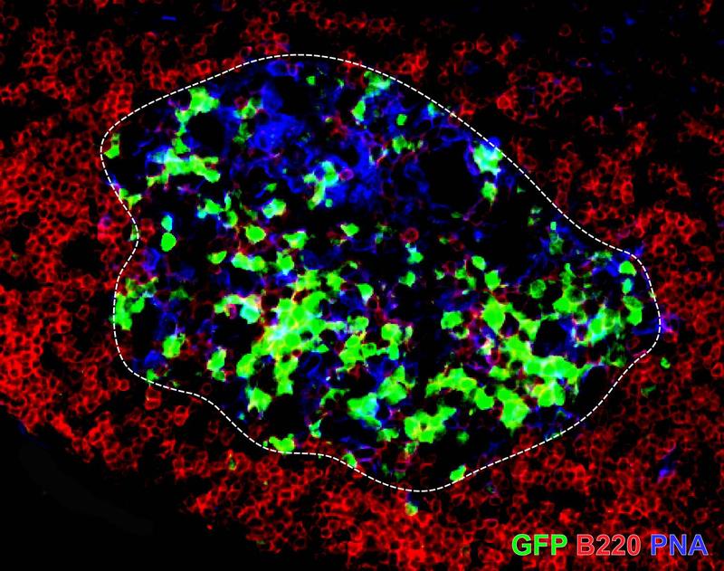 Autoaggressive B-Zellen (grün) in einem Lymphknoten nahe des Gehirns. Die Aktivierung der B-Zellen findet in den Keimzentren (blau) des Lymphknotens statt. Die aktivierten Zellen produzieren Antikörper gegen die Myelinschicht im Gehirn und tragen so zur Ausbildung von Entzündungsreaktionen bei.