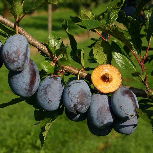 Gesund: virusfreie Zwetschgen.