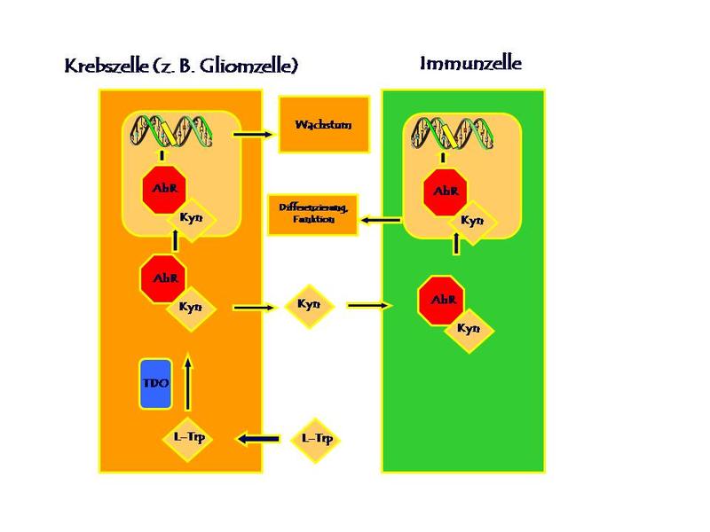 Zusammenspiel zwischen Tumor- und ‚Immun’-Zelle über den Arylhydrocarbon-Rezeptor (AhR), das Enzym Tryptophan-Dioxygenase (TDO) sowie die Metaboliten/Substrate L-Tryptophan (L-Trp) und Kynurenin (Kyn); nach Opitz et al. (2011), modifiziert.