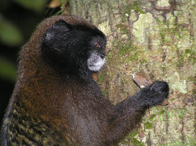 Schwarzstirn-Braunrückentamarin (Saguinus nigrifrons). Diese Art wurde bisher nur als Unterart angesehen, stellt aber nach den am DPZ durchgeführten taxonomischen Überarbeitungen eine eigene Art dar.