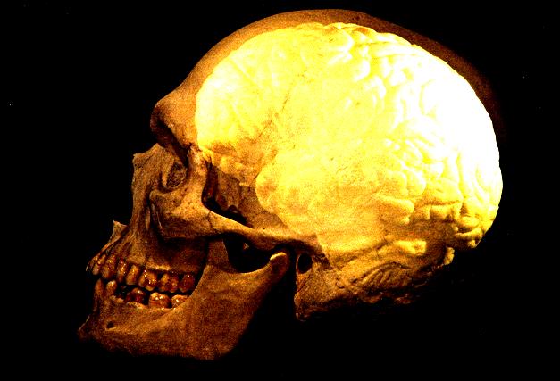 Der Mensch kann sich dank gemeinschaftlicher Fürsorge für Mütter und Kinder beides leisten: ein riesiges Gehirn und häufigen Nachwuchs.