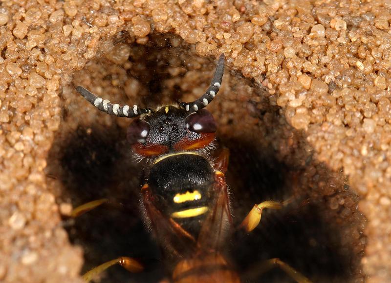 Dieses Bienenwolf-Weibchen baut an einer Brutzelle. Aus seinen Antennen quillt reichlich die weiße Substanz, in der die symbiotischen Bakterien enthalten sind. Diese werden in der Zelle verteilt.