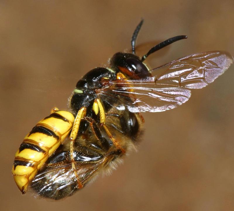 Bienenwolf-Weibchen im Flug mitsamt Beute, einer durch einen Stich gelähmten Honigbiene. 
