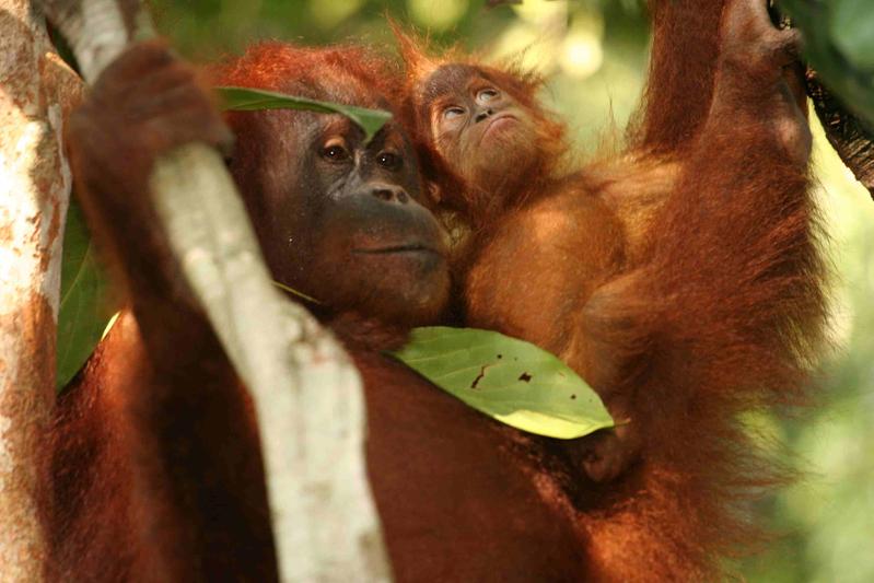 138 Orang -Utans wurden bislang (2003-2011)  in Bukit Tigapuluh in Zentralsumatra wiederangesiedelt und zahlreiche Jungtiere kamen im Auswilderungsgebiet mittlerweile zur Welt..