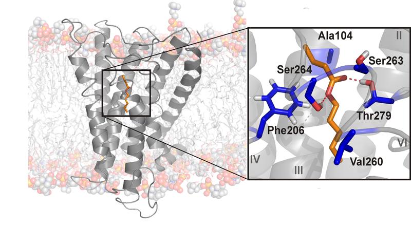 Interaction of receptor and fragrance: Olfactory receptors (grey) detect odorants (orange-red) via certain amino acids in the binding site (blue/white/red). Hydrogen bonds (dashed lines) are decisive here.