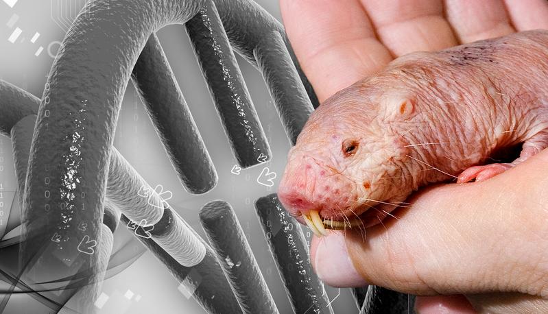 Der Nacktmull (Heterocephalus glaber) wird zum neuen Forschungsobjekt in der Altersforschung; das Leibniz-Institut für Altersforschung – Fritz-Lipmann-Institut (FLI) in Jena und das Leibniz-Institut für Zoo- und Wildtierforschung (IZW) in Berlin untersuchen gemeinsam molekulare Netzwerke, die für ein außergewöhnlich langes Leben der Tiere in Gesundheit verantwortlich sind.