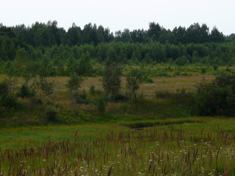 Verwaldung stillgelegter landwirtschaftlicher Flächen auf dem Gebiet der ehemaligen Sowjetunion