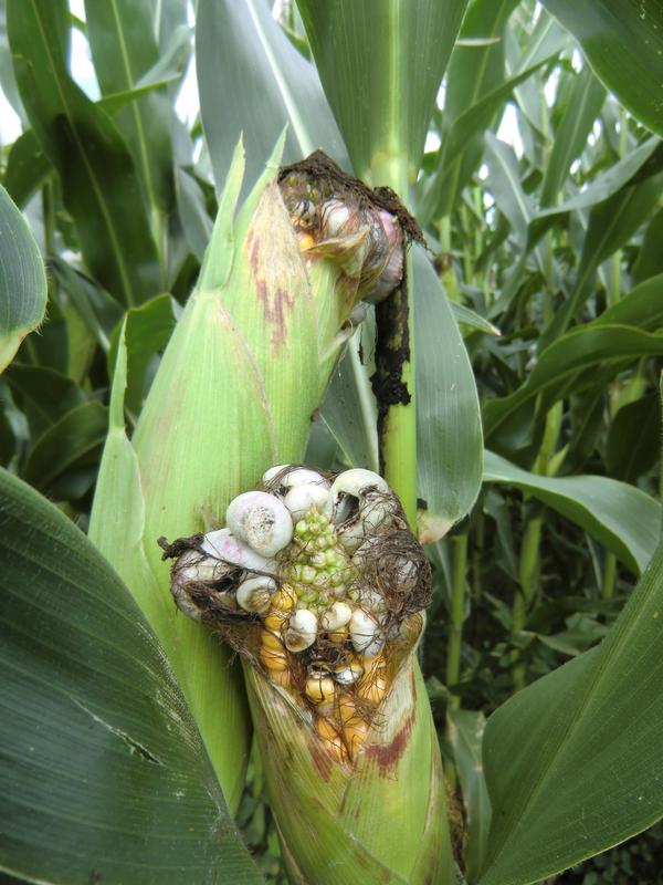 Der parasitäre Pilz Ustilago maydis bewohnt einen Maiskolben – diese Kombination wird in Mexiko auch als Delikatesse mit Tortillas serviert.