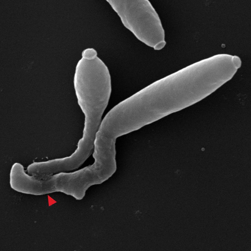 Hybridisierung: Zwei Pilzarten verschmelzen auf einem künstlichem Nährmedium im Elektronenmikroskop (roter Pfeil). Die kleine Spore (Sporisorium reilianum) ist etwa 6 µm lang, die große Spore (Sporisorium scitamineum) etwa 12 µm.