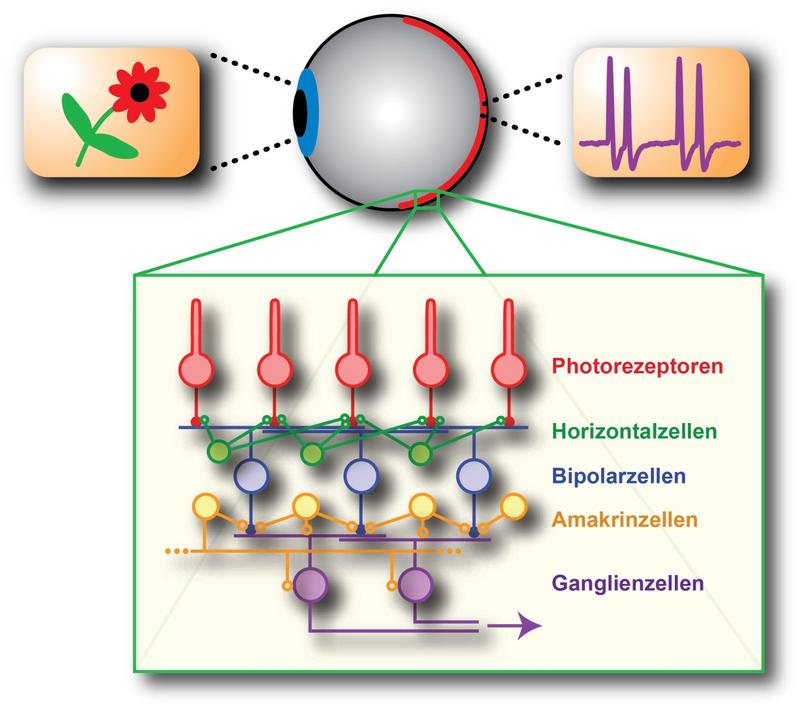 Schematische Darstellung für die Umwandlung eines visuellen Bildes in die elektrischen Signale der Netzhaut sowie schematisches Netzwerk der Nervenzellen. 