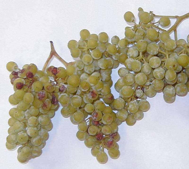 Beeren der Weinsorte Bacchus sind besonders empfindlich gegen Sonnenbrand. Die Traube links war während ihrer Entwicklung der Sonne zugewandt. Dagegen zeigen die sonnenabgewandten Beeren der gleichen Pflanze keine Schäden. Foto: Kolb