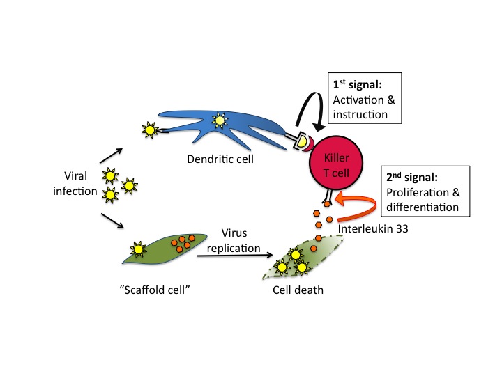 Sterbende mit Viren infizierte Körperzellen alarmieren Killer T-Zellen